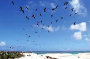 A flock of seabirds that seem to have stopped flying because of strong headwinds