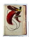 Lesson『極楽鳥の博物誌』(1845-35)