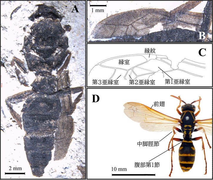 アシナガバチ化石